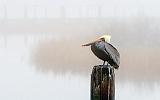 Pelican Perched In Fog_32345